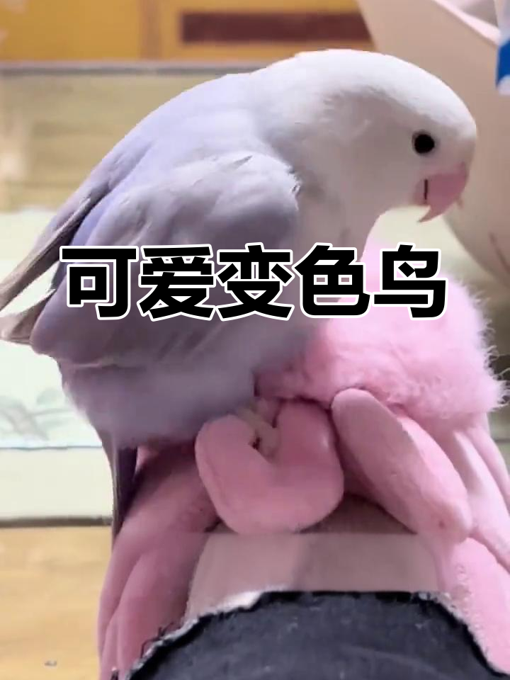 变色鸟表情包大集合