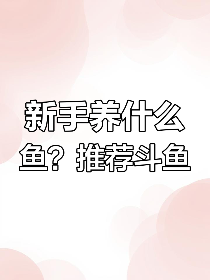 斗鱼:最适合新手的观赏鱼类,轻松饲养又美观
