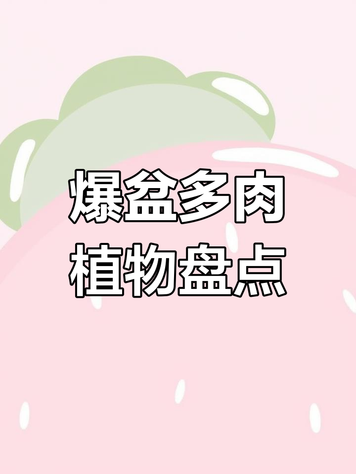 双十二福利来袭,爆盆多肉植物推荐!