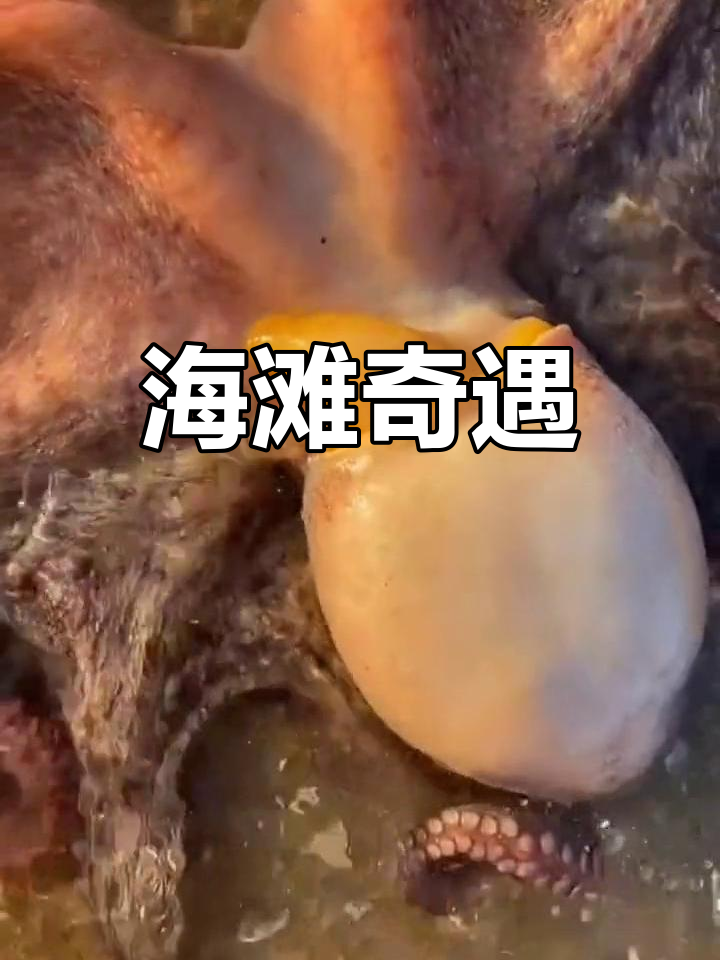 在海边捉到巨型八爪鱼,还有各种奇特海洋生物!
