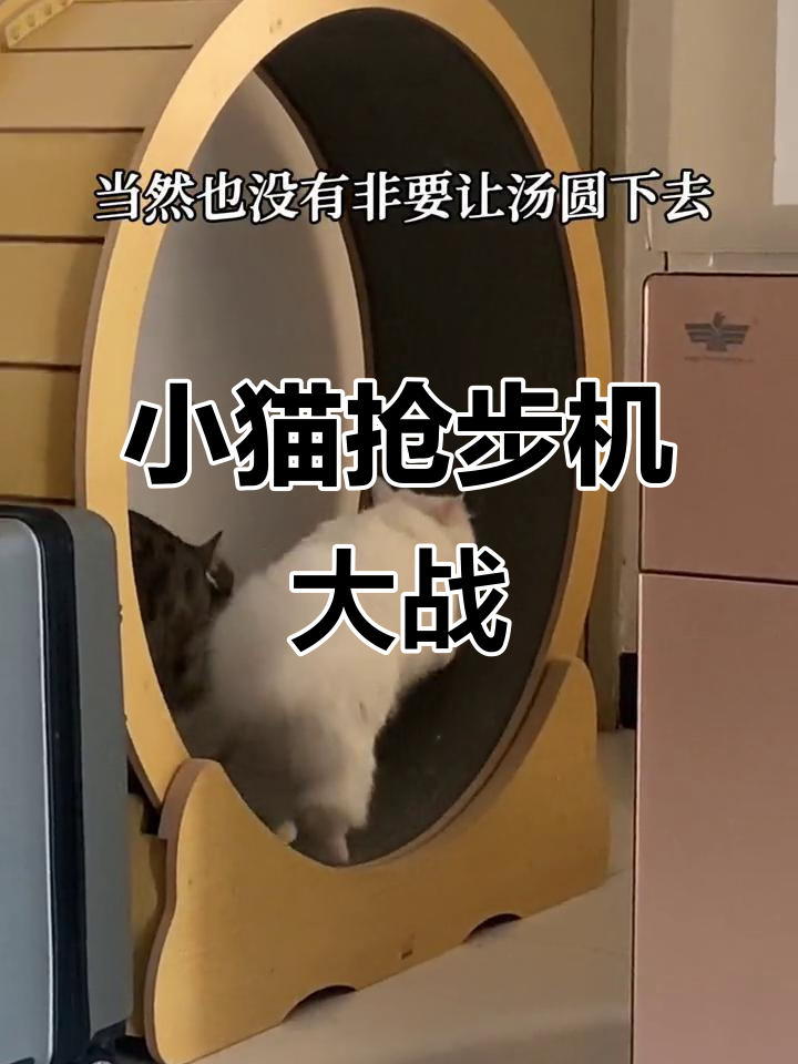 两只小猫咪争跑步机，汤圆被团子挤下台，搞笑日常