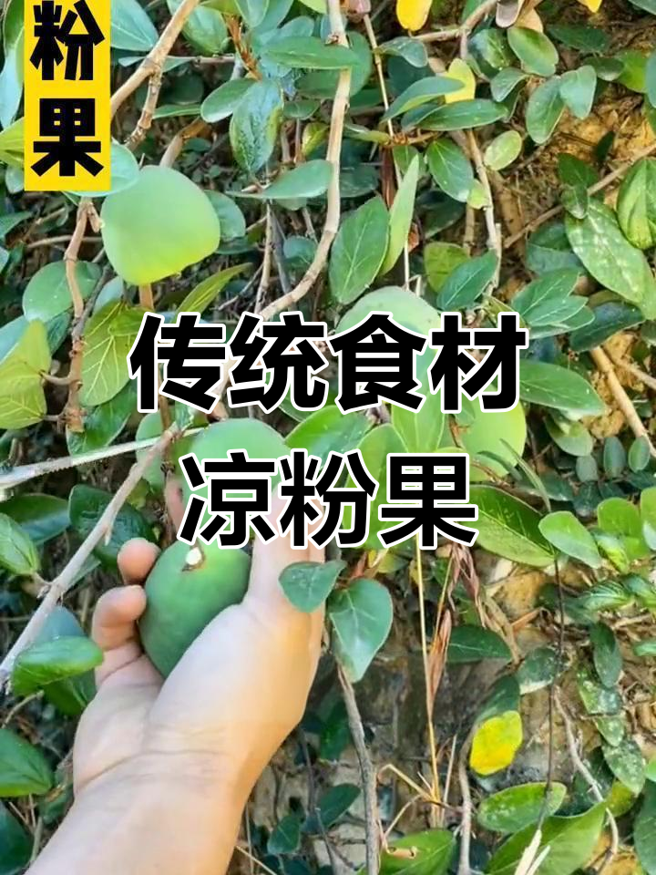 凉粉果的多种用途与价值
