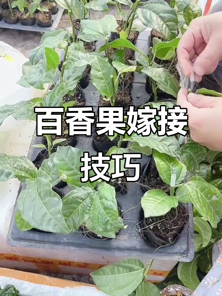 百香果嫁接全流程,轻松掌握果树技术