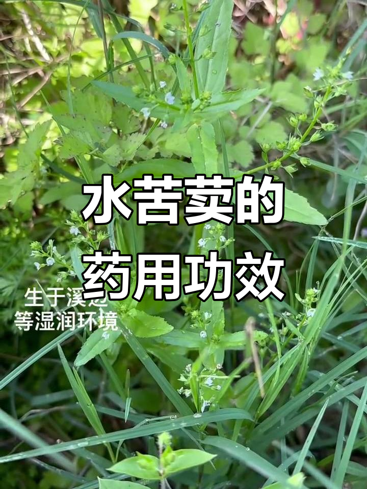 水苦荬:别名水菠菜,生长环境与药用价值揭秘