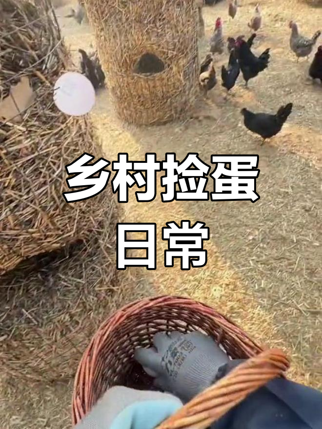 散养土鸡的日常:捡鸡蛋、公鸡打鸣,真实农场生活记录