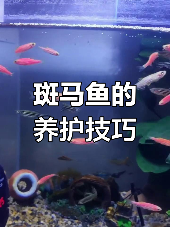 小型热带鱼饲养指南