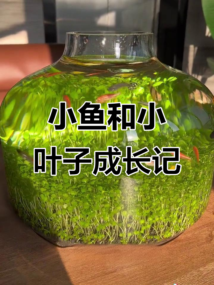 很久以前的故事,小鱼与小叶子的成长之旅