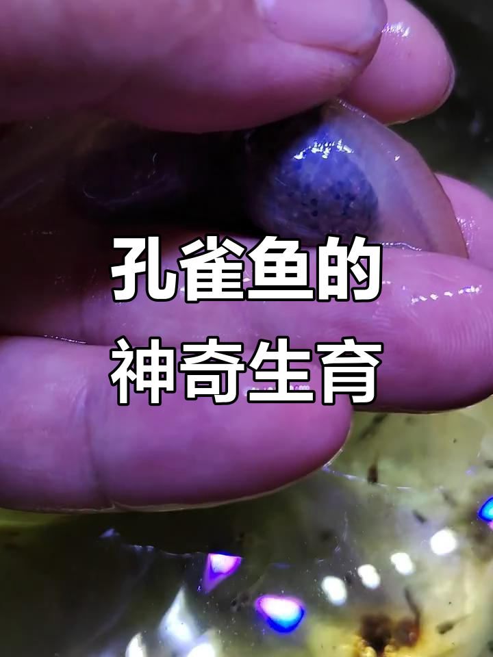 孔雀鱼魅力大揭秘,玻璃猫生崽全过程
