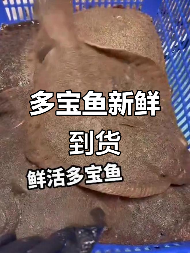 鲜活多宝鱼到货,清蒸美味必选