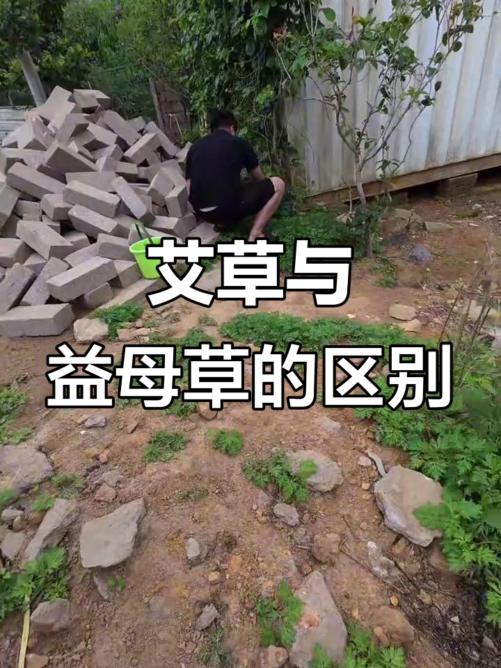 艾草和益母草到底是不是一种植物？山上摘的到底是哪种？