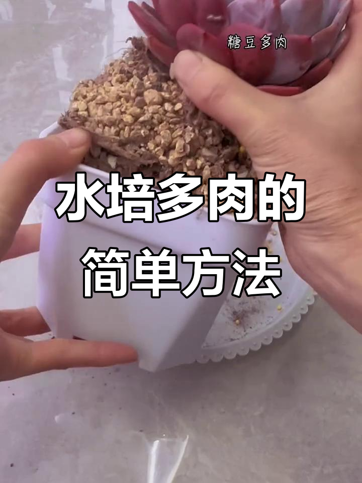 多肉水培技巧,轻松学会无土养护
