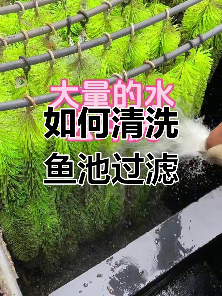 锦鲤鱼池过滤仓清洗正确方法