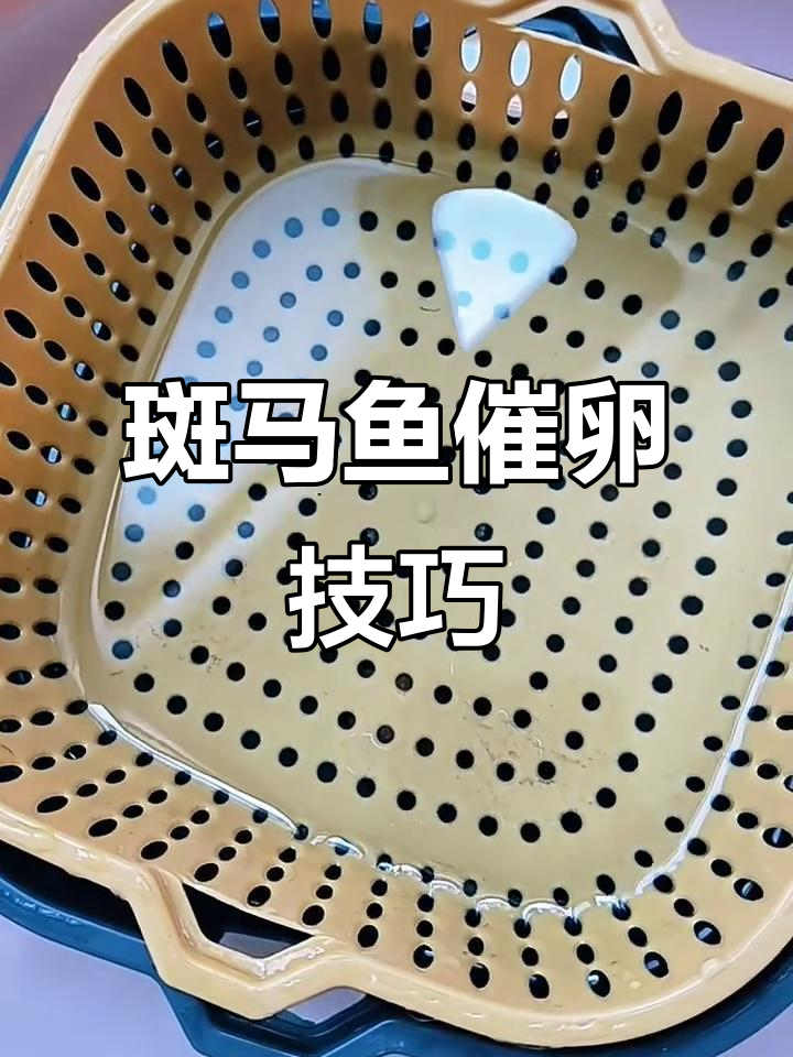 斑马鱼催卵全攻略:从选种到收获的详细步骤