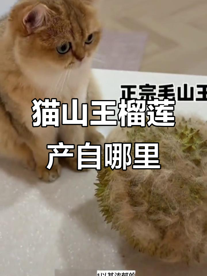 猫山王榴莲的真正产地,马来西亚D197品种揭秘