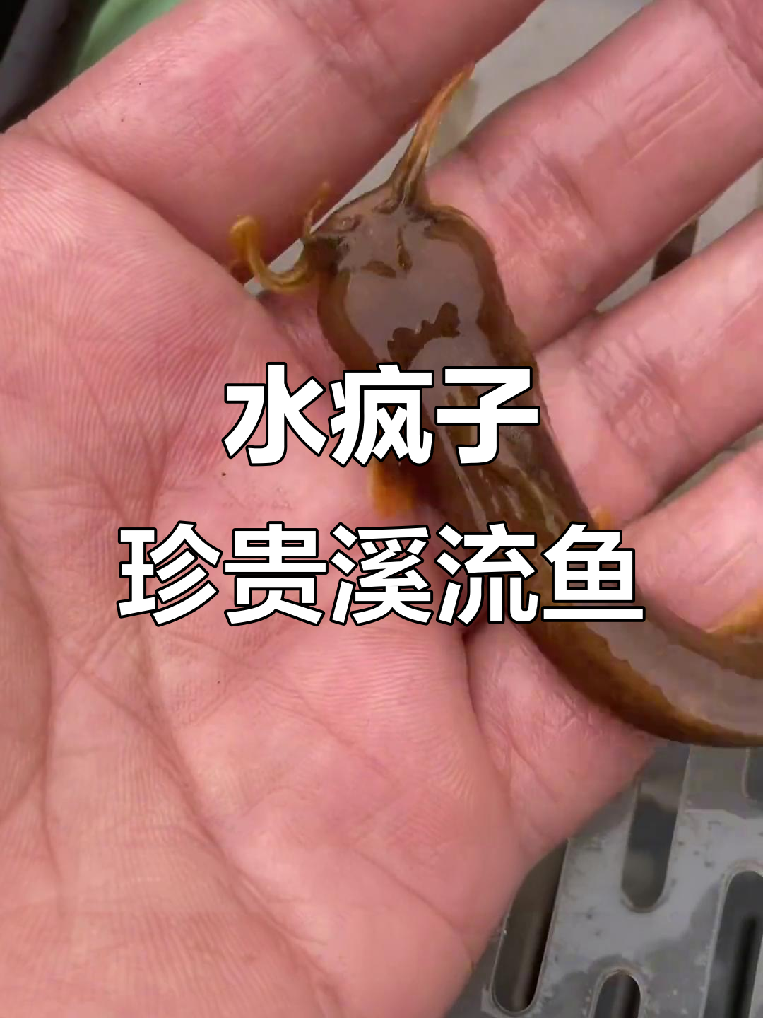 水中软黄金,比鳜鱼贵十倍的溪流鱼你见过吗?