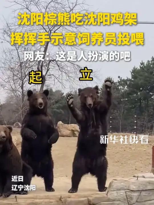 沈阳棕熊吃沈阳鸡架,挥挥手示意饲养员投喂,网友:这是人扮演的吧。快看趣闻(来源:)