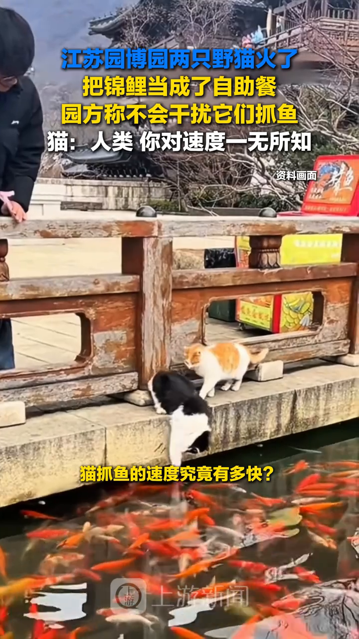 两只野猫把锦鲤当“自助餐”,园方称不会干扰它们抓鱼