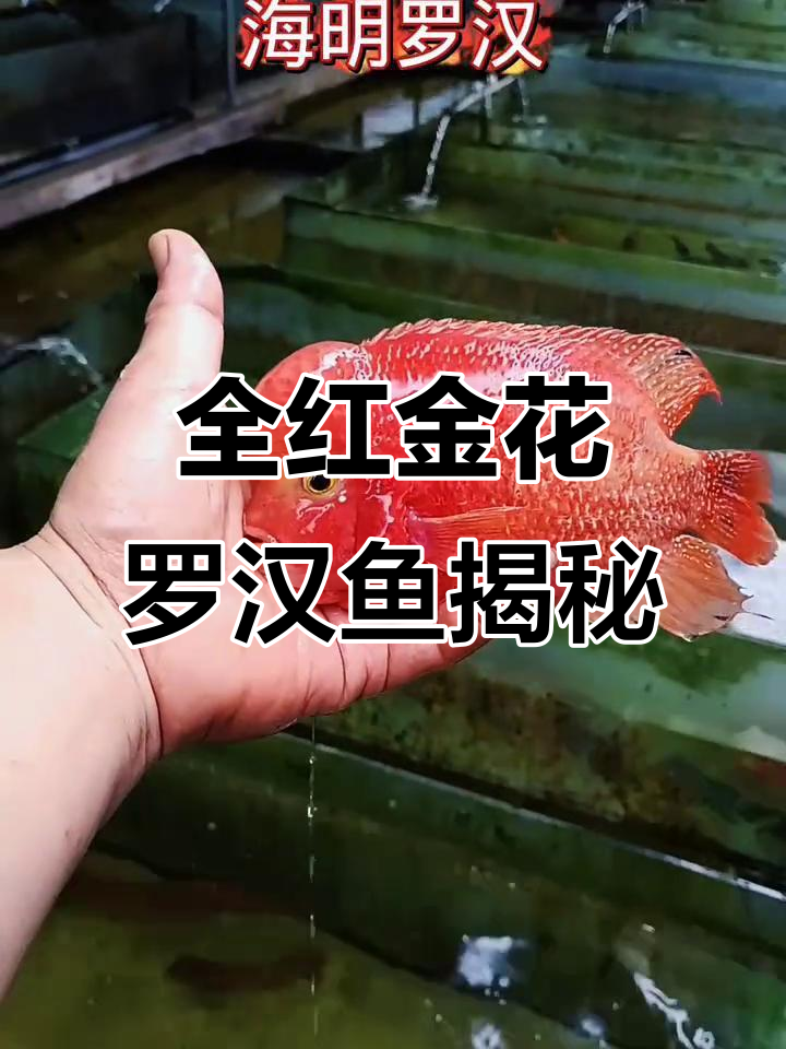 发现全红金花罗汉鱼,品质如何?