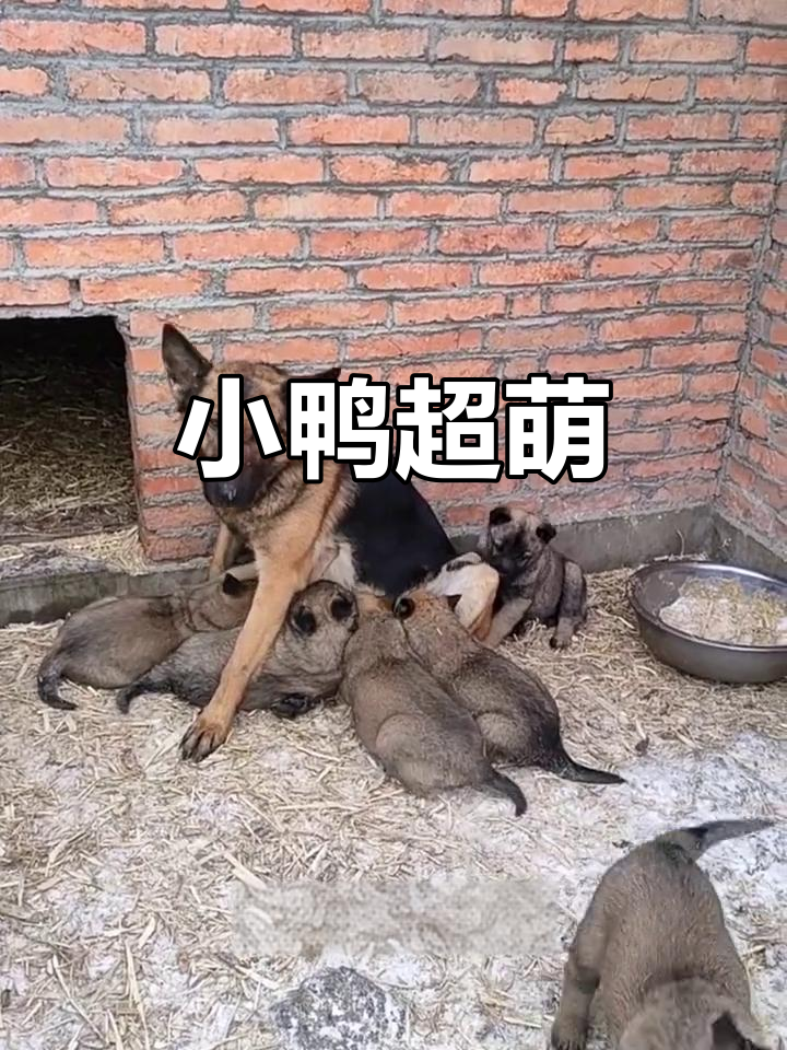 农村小鸭萌态十足,摇崽子太可爱了