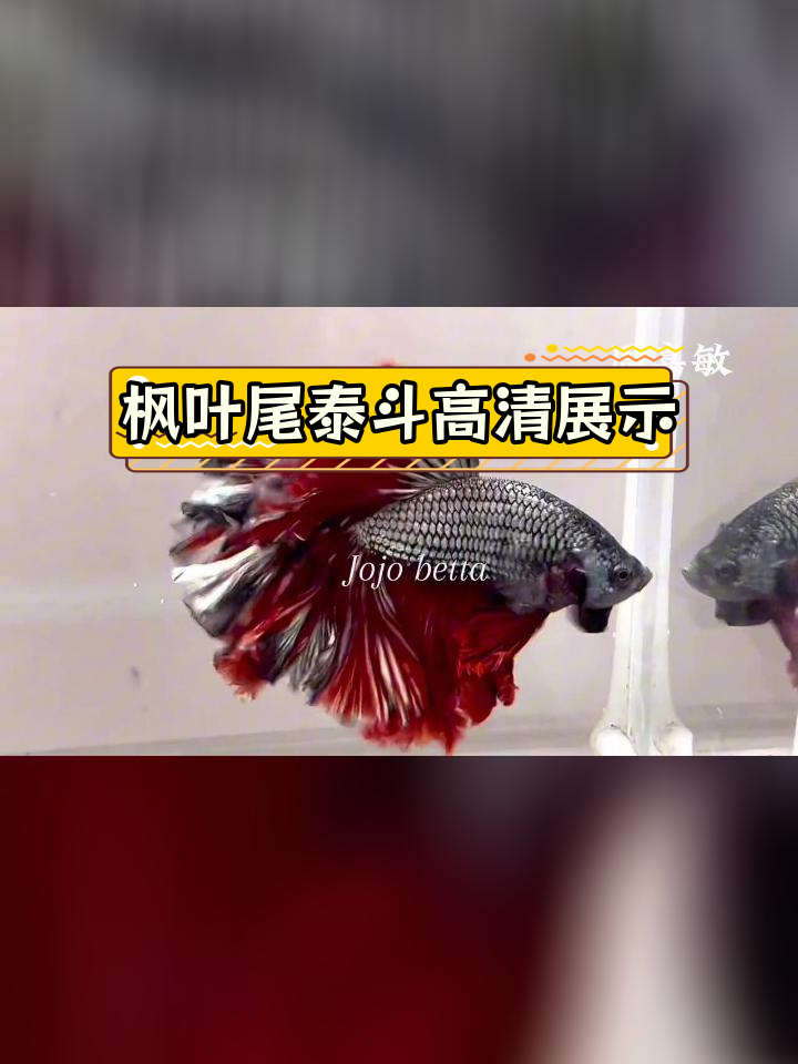 枫叶尾半月泰国斗鱼高清拍摄,水族之美尽显