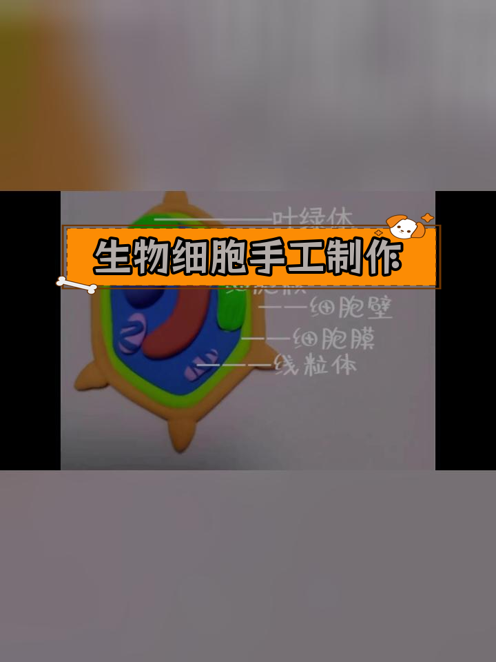 用彩泥制作植物细胞模型