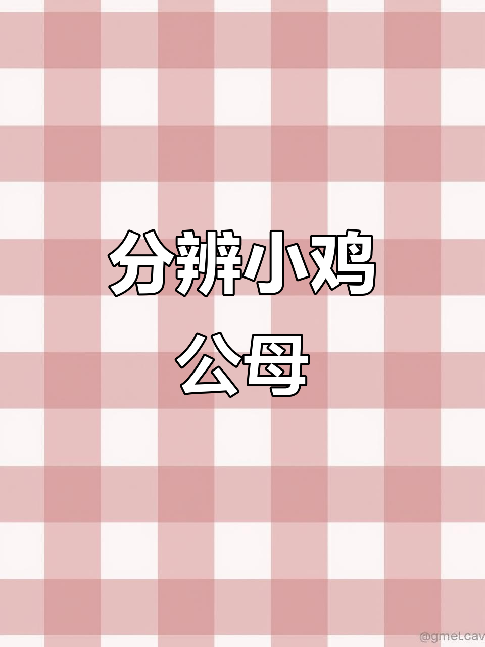 小鸡公母辨别技巧,一看就会