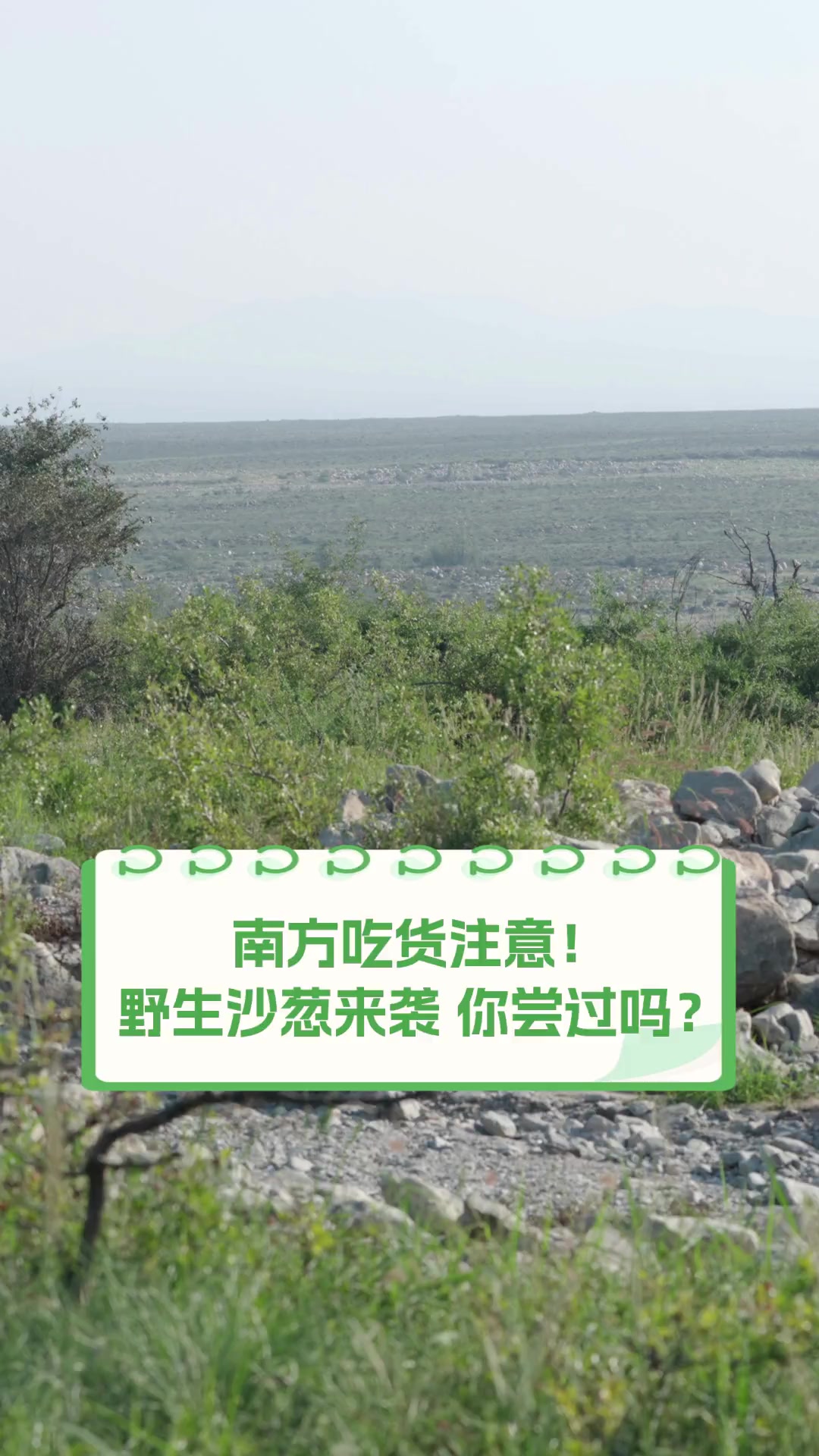 南方吃货注意!野生沙葱来袭,你尝过吗?