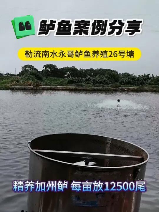 勒流南水永哥,鲈鱼养殖26号塘案例真实反馈!龙昌水产胆汁酸 龙昌渔业观