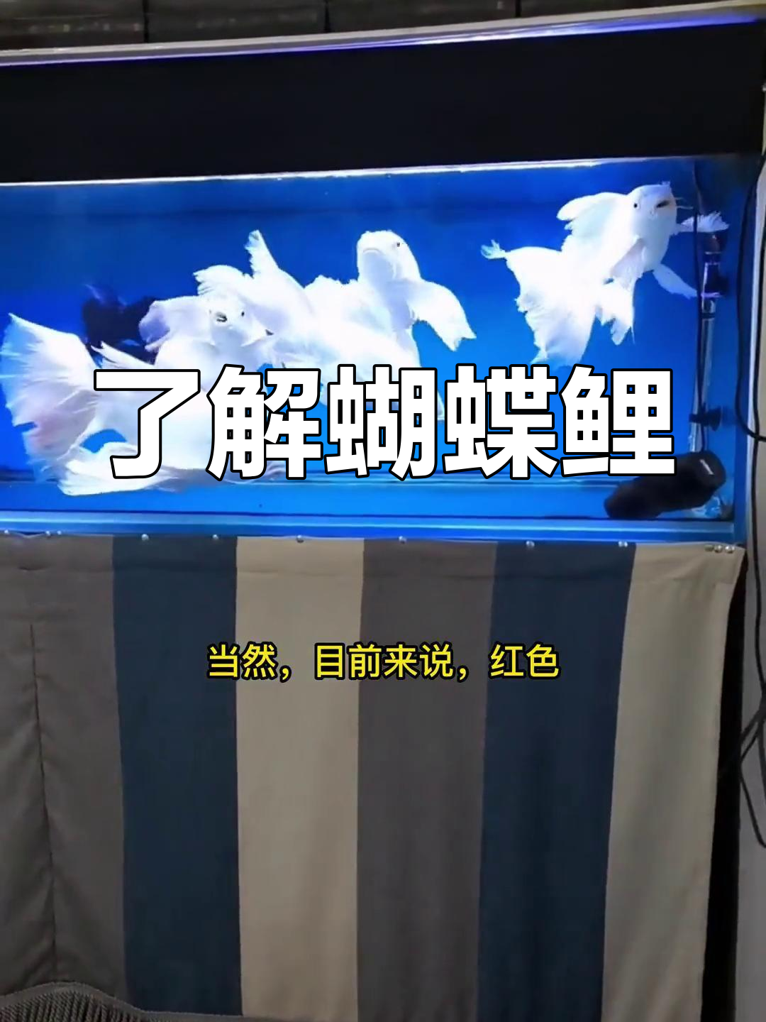 蝴蝶鲤的品种与人工培育