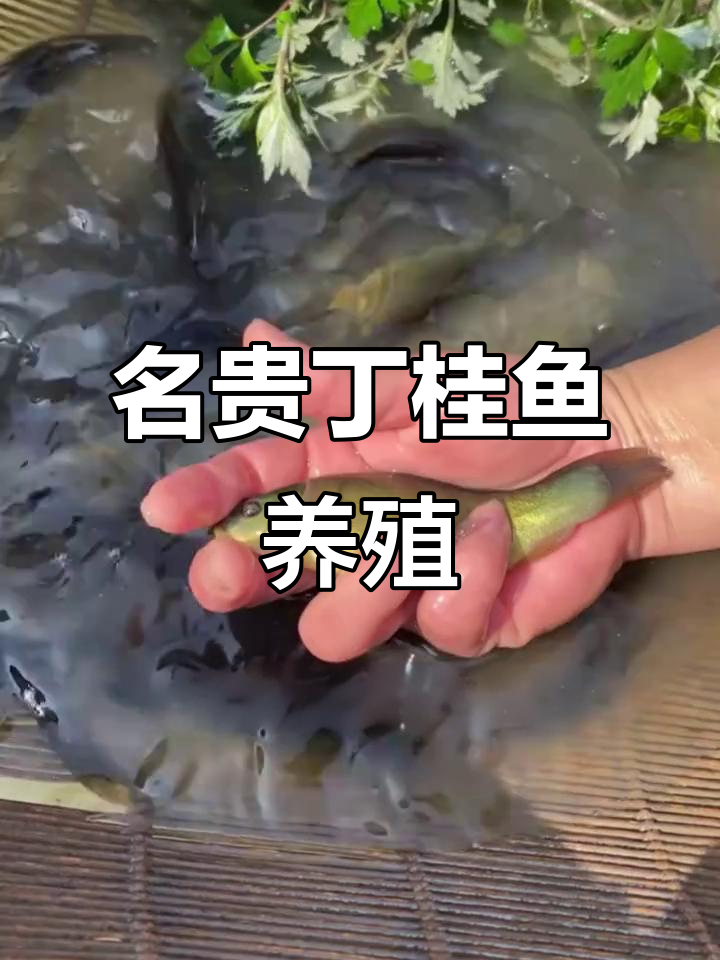 丁桂鱼:名贵淡水养殖,生长迅速肉质鲜美