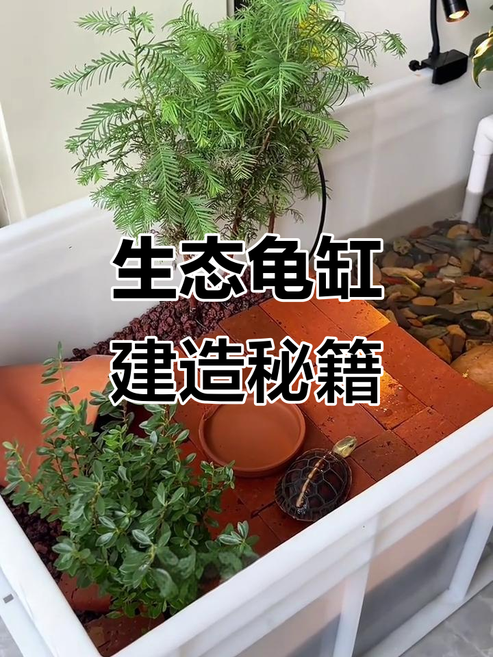 水陆缸打造指南，乌龟自由游动，水区宽敞可养鱼虾