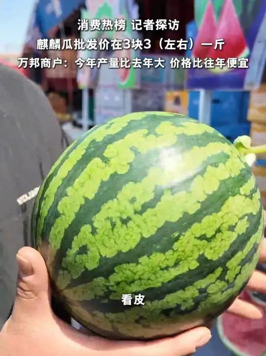 麒麟瓜批发价在3块3（左右）一斤  万邦商户：今年产量比去年大 价格比往年便宜 #水果 #