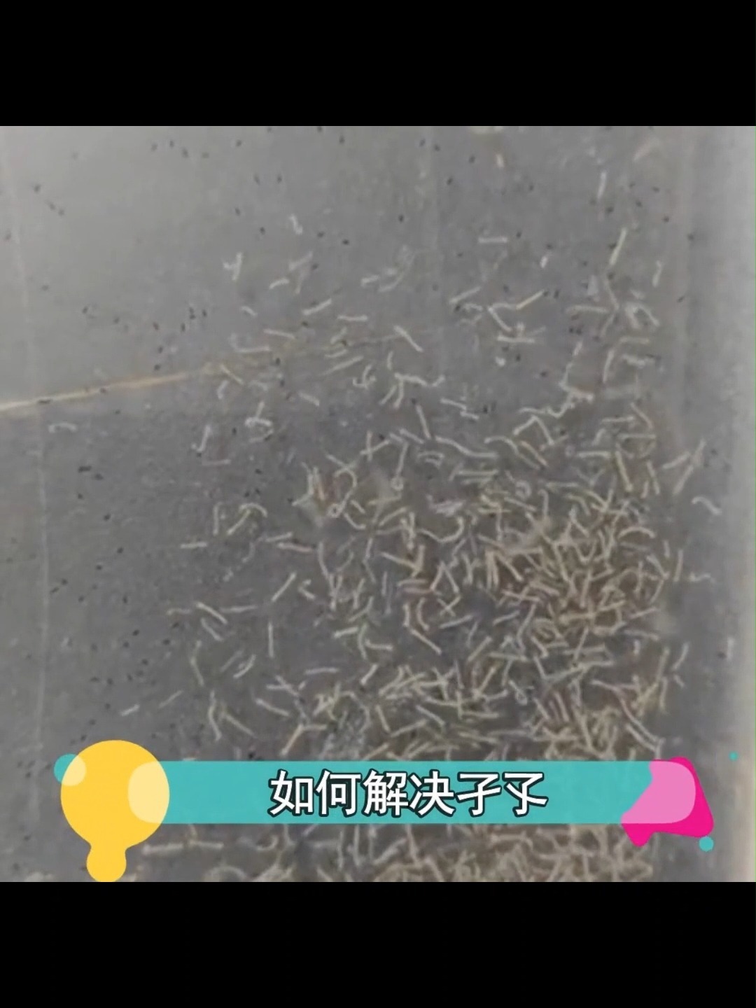水培植物如何消灭蚊蝇幼虫——孑孓?