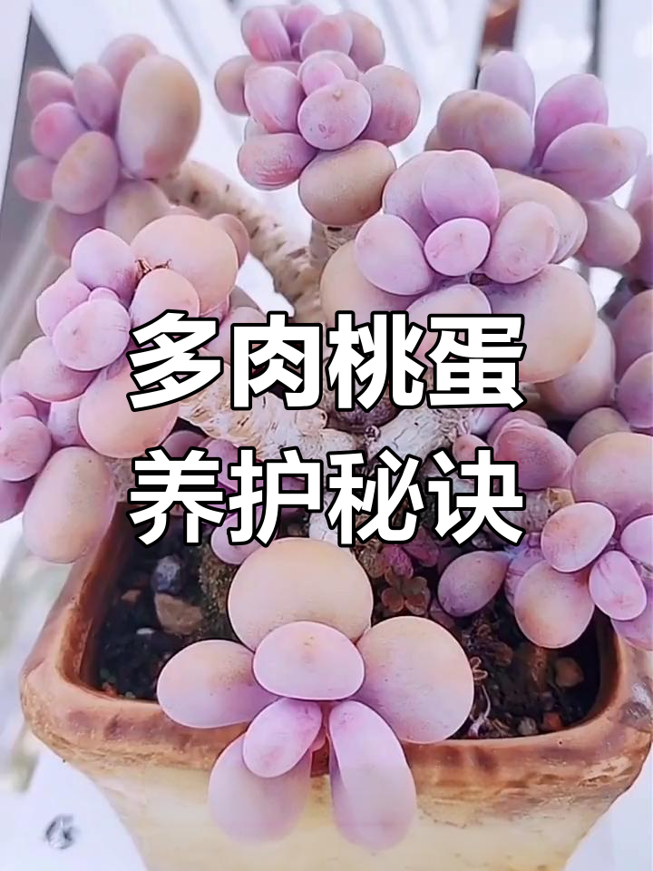 养护多肉桃蛋,学会这些技巧轻松打造小老桩