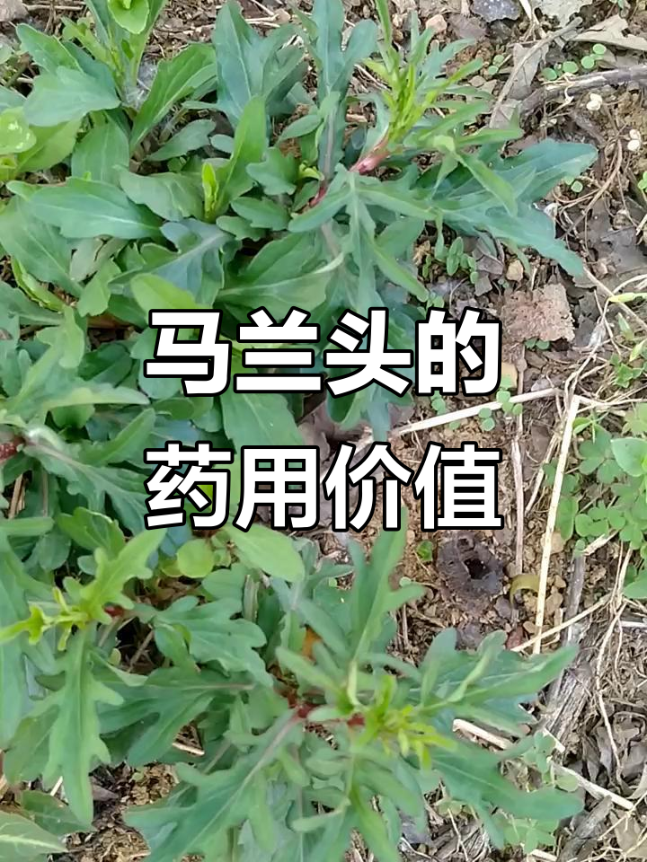 彝药马兰头:传统药材的神奇功效与使用指南