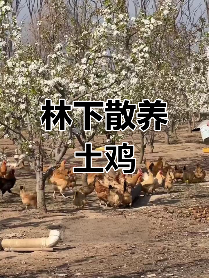乡村散养土鸡,助力三农的林下生态养殖