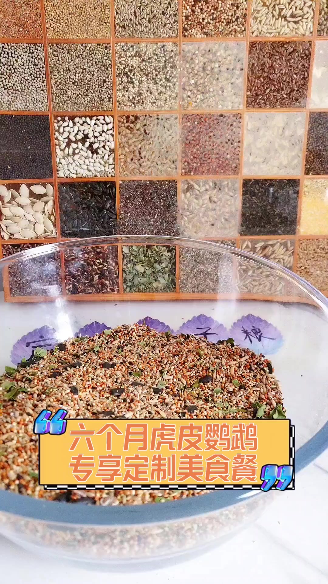 六个月虎皮鹦鹉,专享定制美食餐