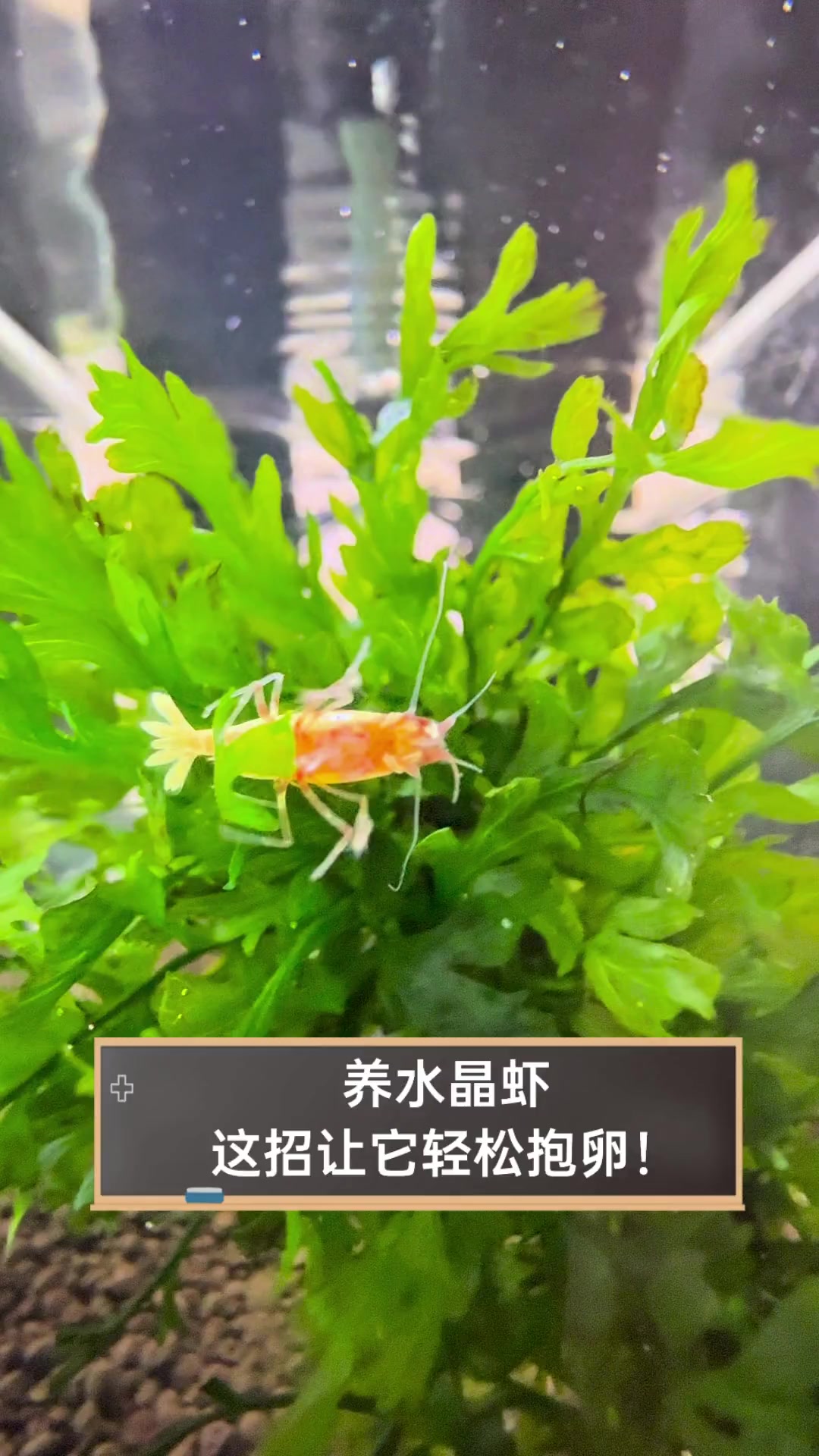 养水晶虾,这招让它轻松抱卵!