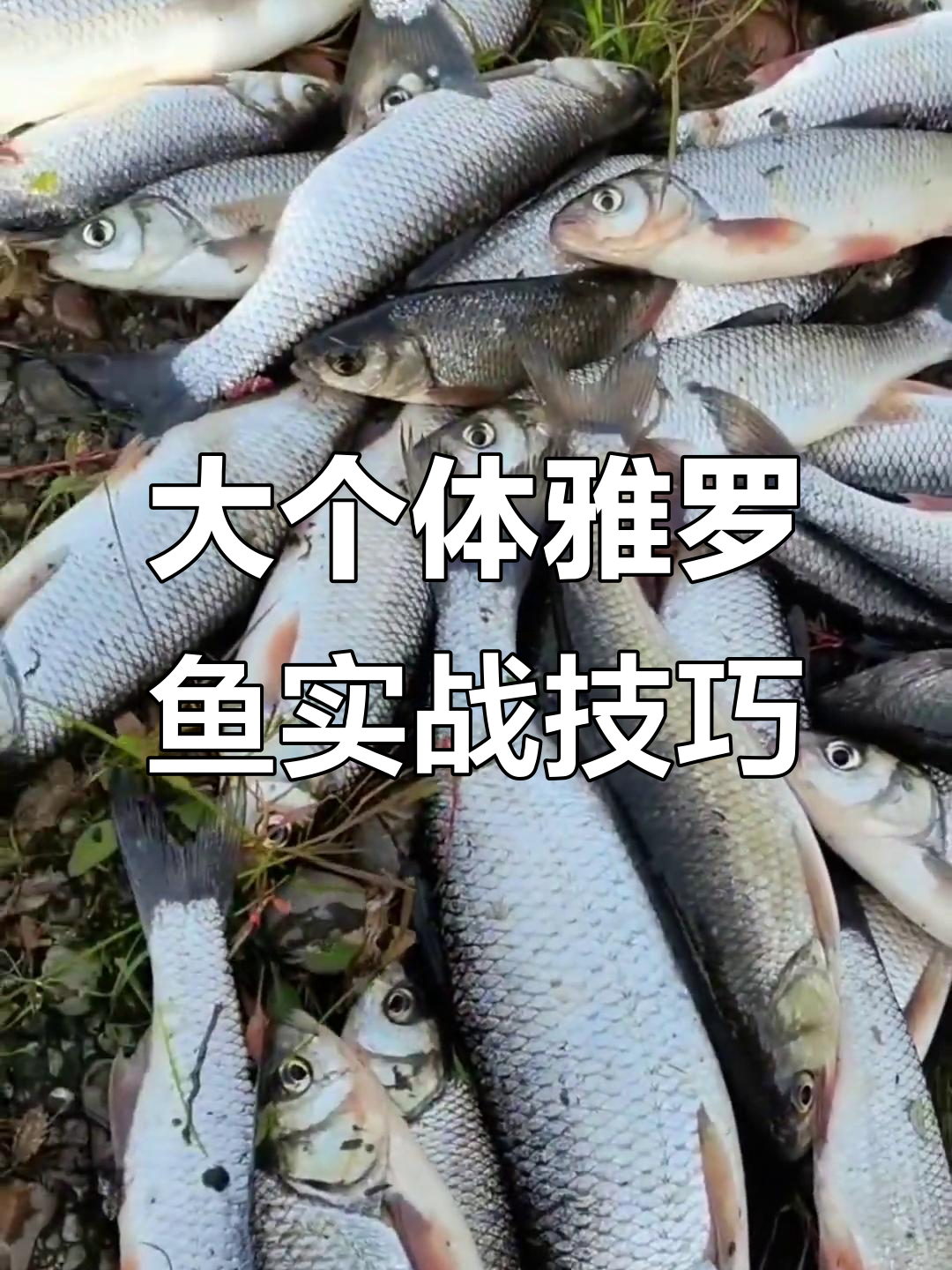 远投钓大个体雅罗鱼,电镀费旋十克饵效果惊人