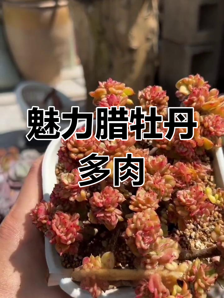 腊牡丹多肉:美丽心形叶片与迷人色彩的完美结合