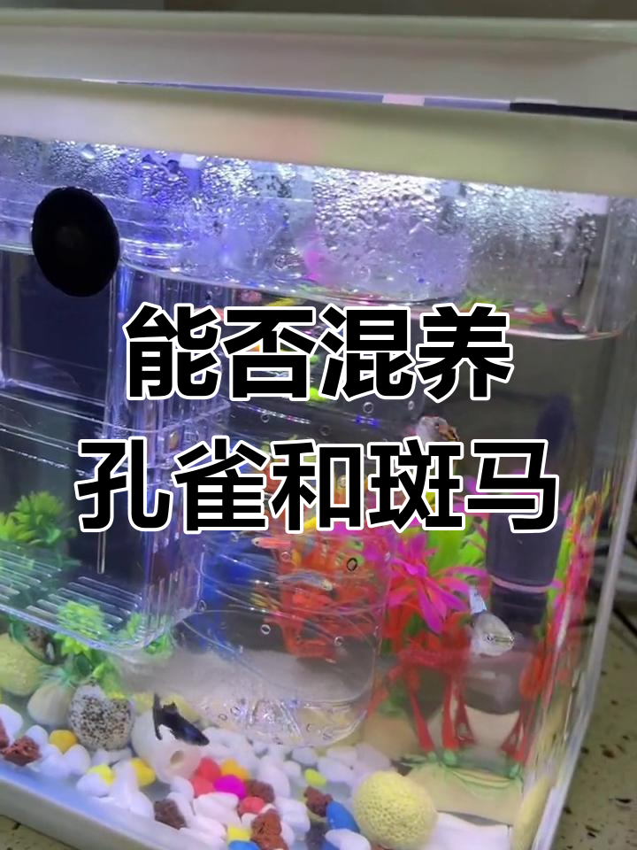 孔雀鱼与斑马鱼的和平共处实验