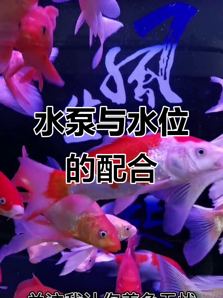 鱼缸水位如何调节?水泵位置有讲究