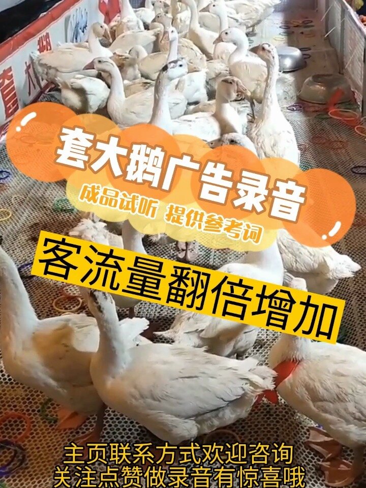 套大鹅广告录音,套大鹅叫卖词参考录制