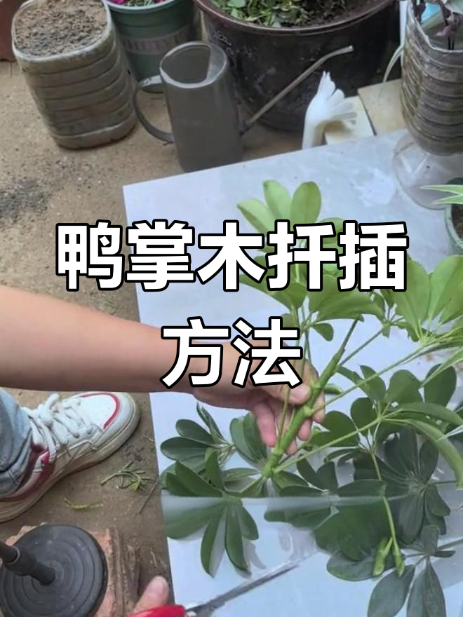 鸭脚木扦插技巧,轻松学会花卉繁殖