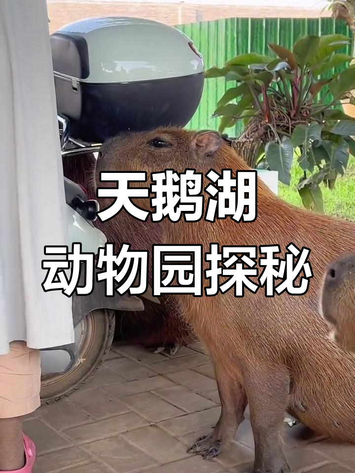 海南天鹅湖动物基地探访:卡皮巴拉与散养动物的奇妙互动