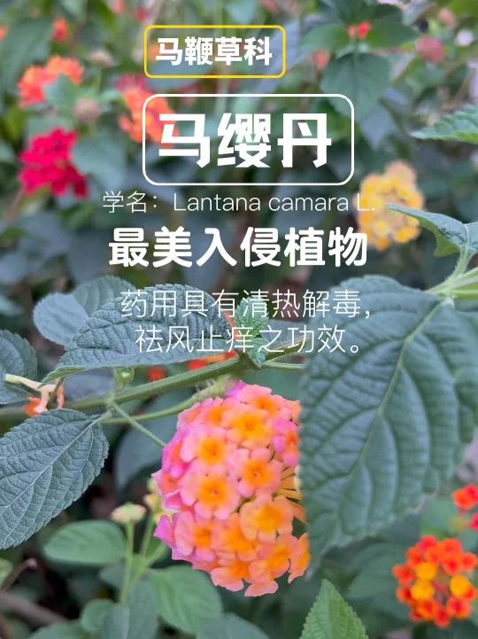 最美入侵植物,开花五色之多-马缨丹
