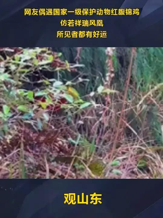 偶遇国家一级保护动物红腹锦鸡 偶遇国家一级保护动物红腹锦鸡