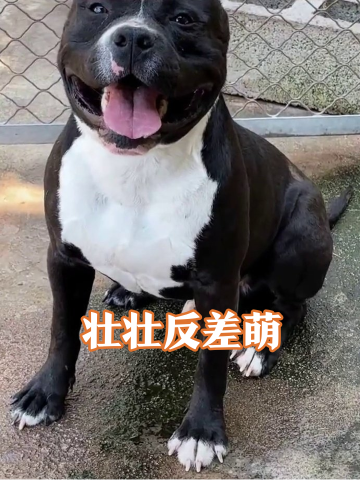 大块头狗狗笑出表情包,被拽脖子秒变委屈脸