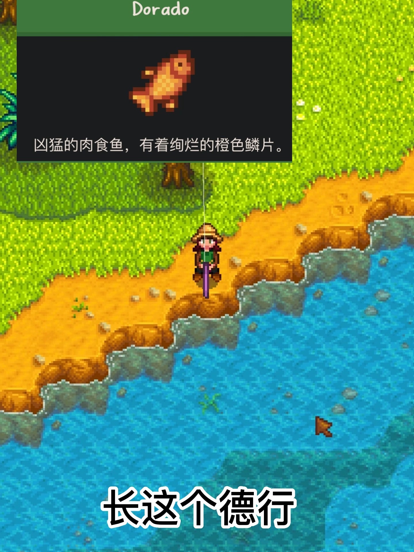 星露谷 只在夏天的这四种鱼