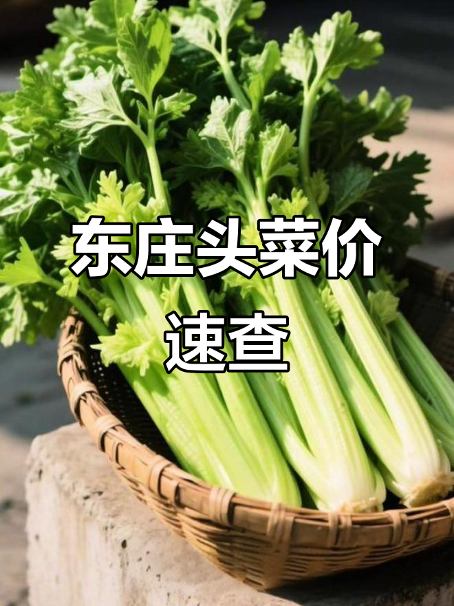 莱西东庄头蔬菜市场行情大揭秘,芹菜到西兰花价格一览